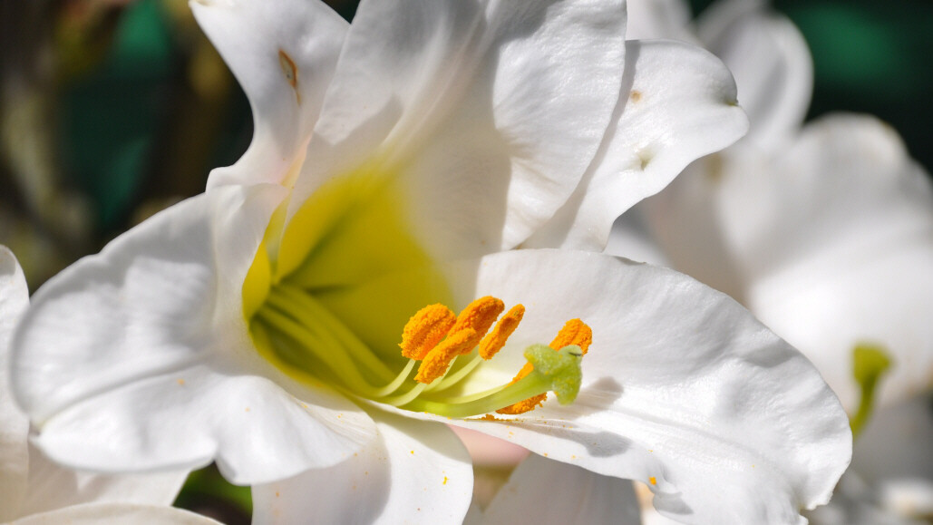 Cover photo for Betty Jo Mcbride Franklin Smith's Obituary