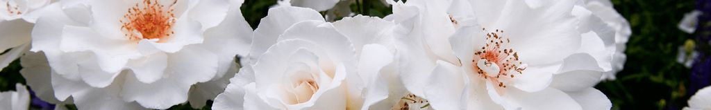 Cover photo for Eleanor McCloskey's Obituary