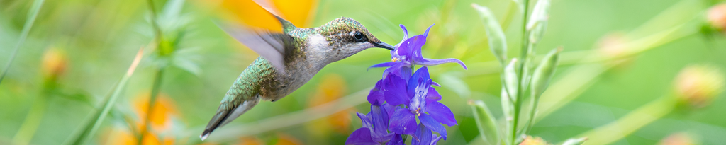 Cover photo for Jean Elizabeth Setzer's Obituary