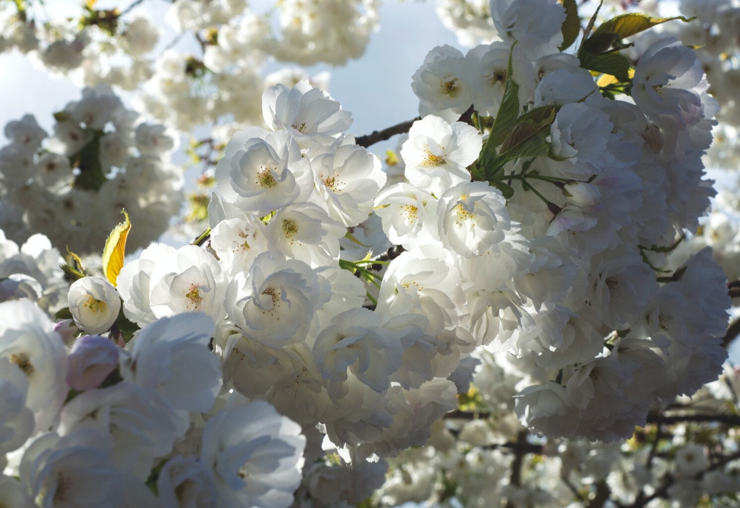 Cover photo for Virginia M. "Ginny" Sheets's Obituary