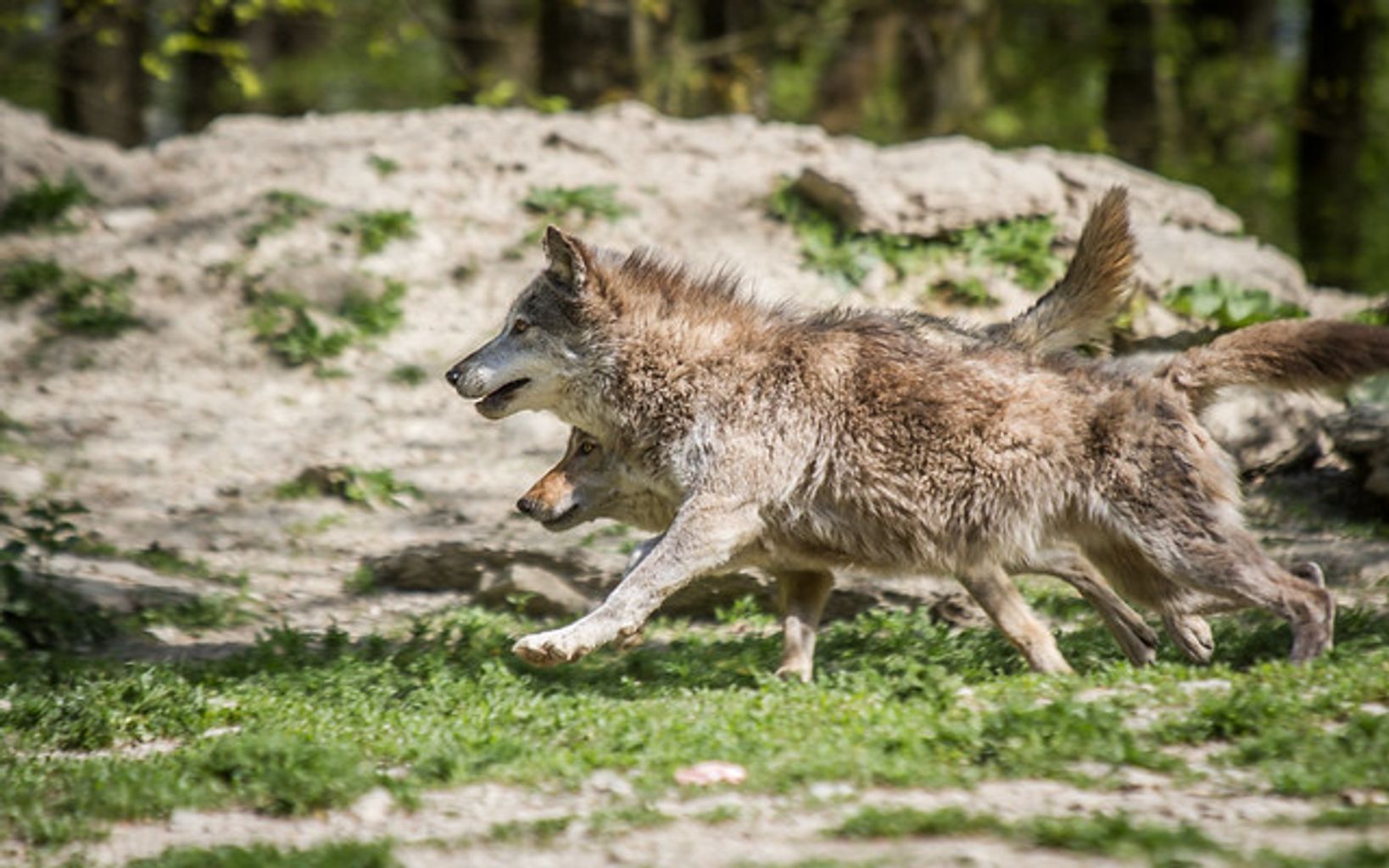 Cover photo for Mark Wolf Malkin-Wolf's Obituary