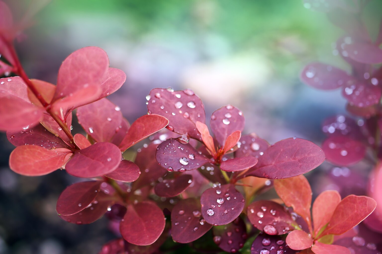 Cover photo for Barbara A. Neaderhiser's Obituary