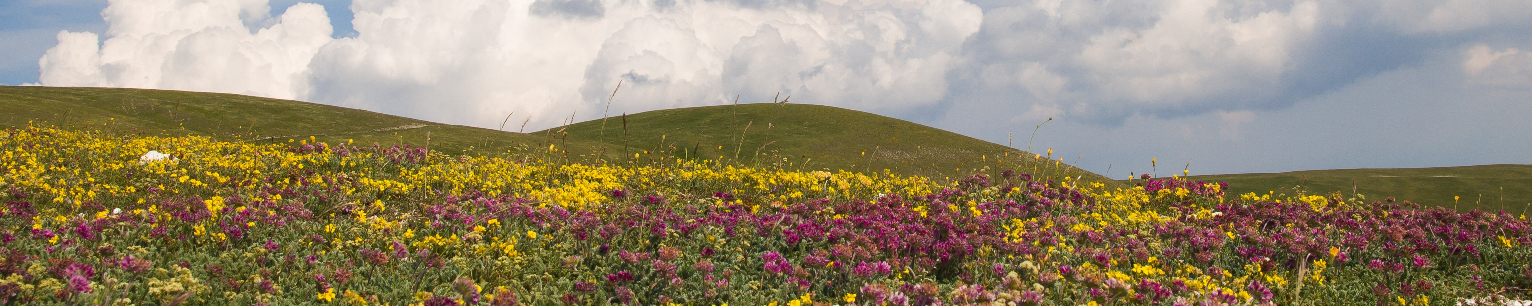 Cover photo for Viola Fazzi Centini's Obituary