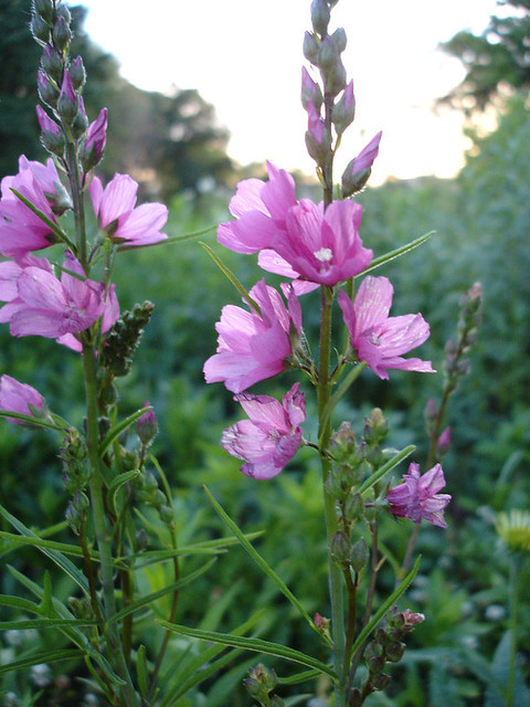 Cover photo for Honey Bee Morris's Obituary