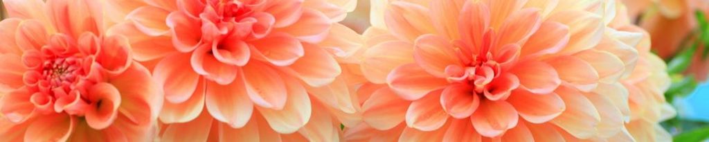 Cover photo for Judith "Judie" Knecht's Obituary