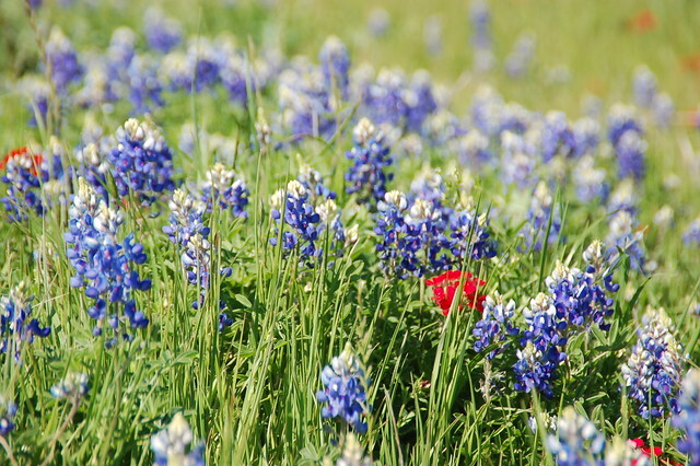 Cover photo for Mary Alice Ridenour's Obituary