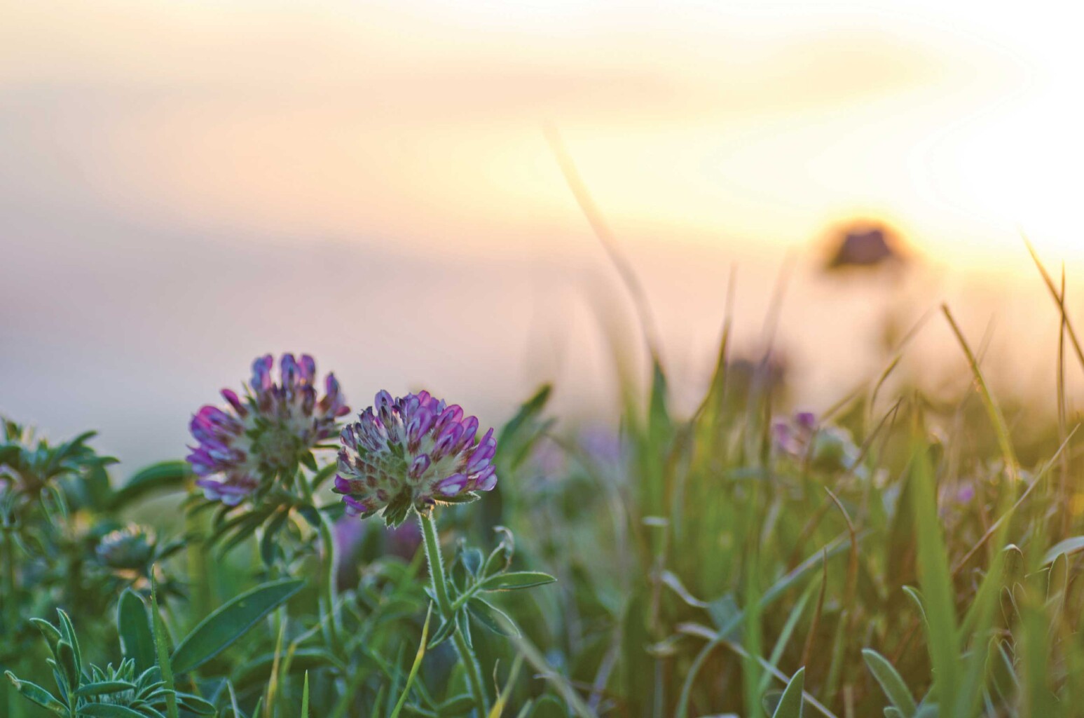 Cover photo for Helen L. Stetler's Obituary