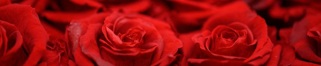 Mary Inez Chappell Harrell Obituary January 30, 2025 Miller & Van