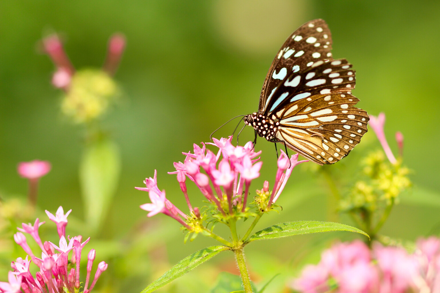 Cover photo for Cheryl D. (Bleeke) Freeman's Obituary