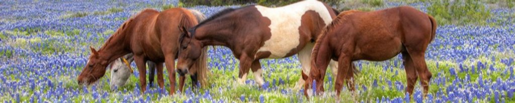 Cover photo for Cheryl Adrian Bilby's Obituary