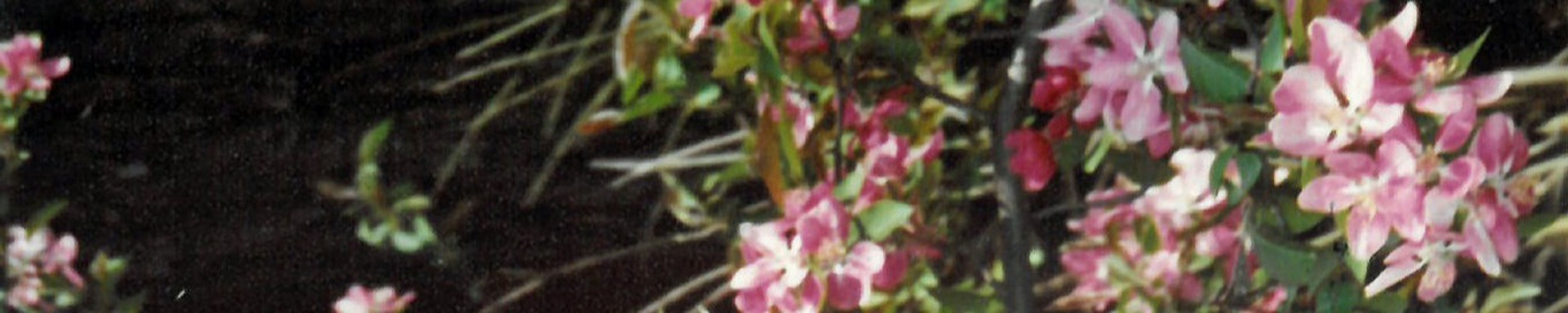 Cover photo for Phyllis Haldorson's Obituary