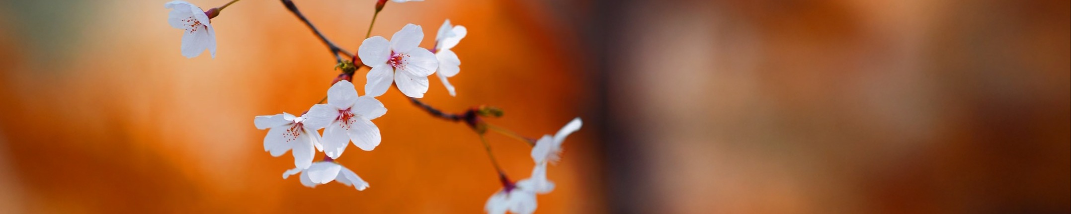 Cover photo for Marlene Springer's Obituary