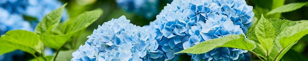 Cover photo for Patricia Craig's Obituary