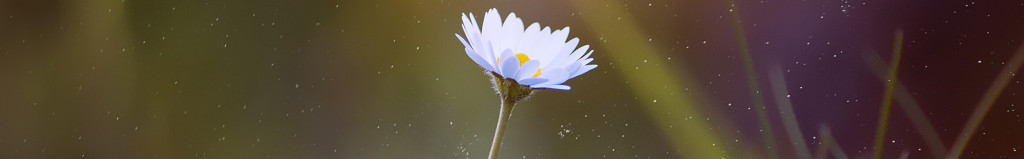 Cover photo for Beverly Sanner's Obituary