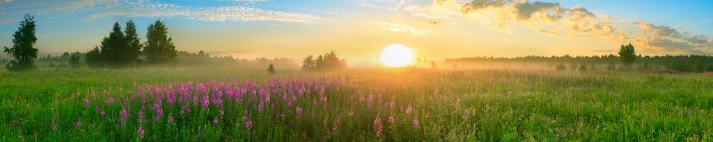 Cover photo for Shirley Ann Harmon Thornton's Obituary