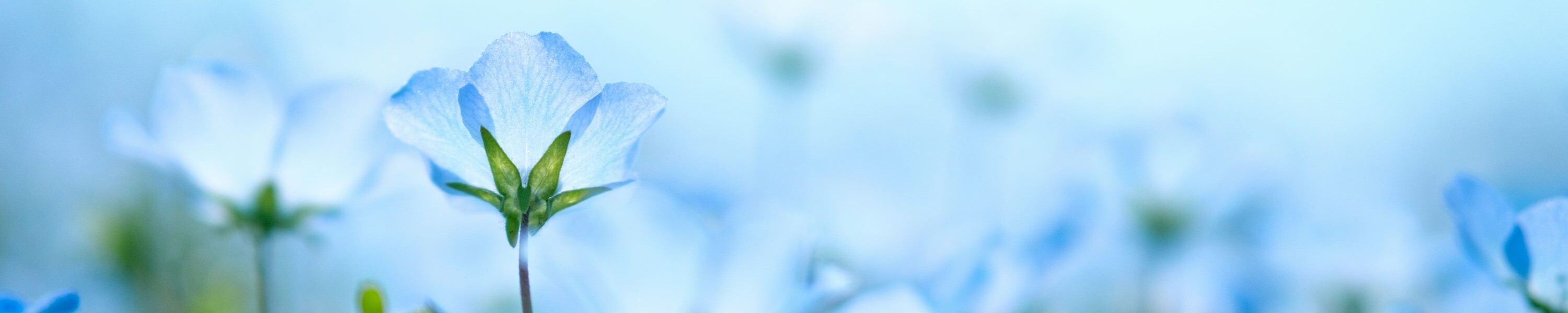 Sharon Kaye Bartle Obituary 2024 Meyer Brothers Funeral Homes