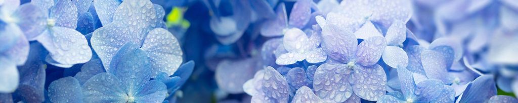 Cover photo for Susan R. Hendricks's Obituary