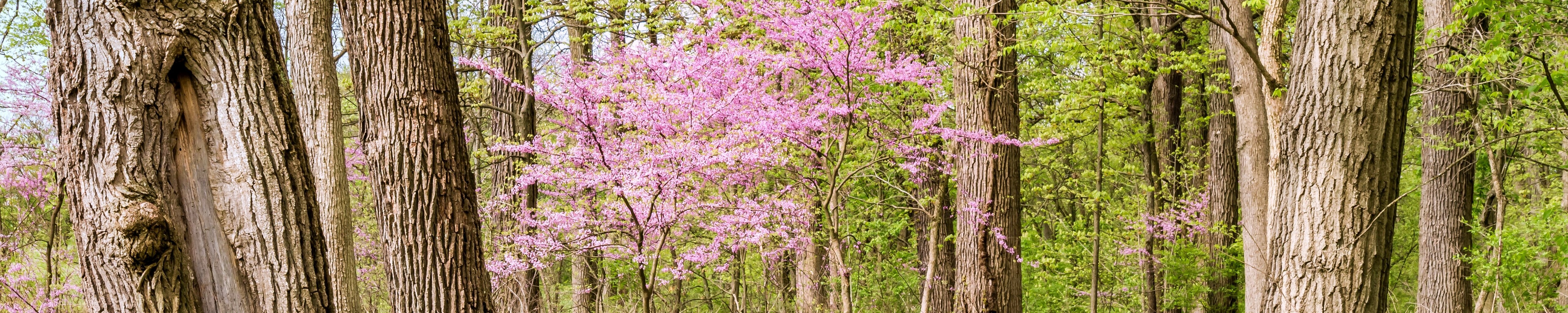 Cover photo for Barbara Katherine Thompson's Obituary