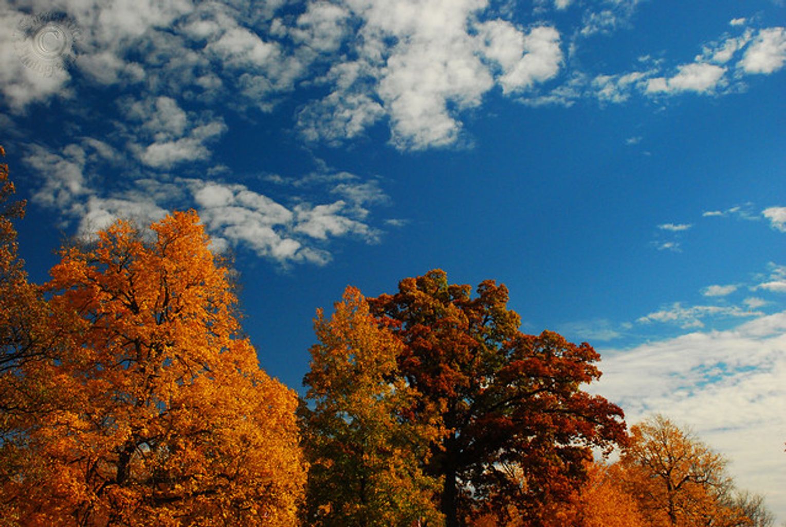 Cover photo for Truett Gatschet Jackson's Obituary