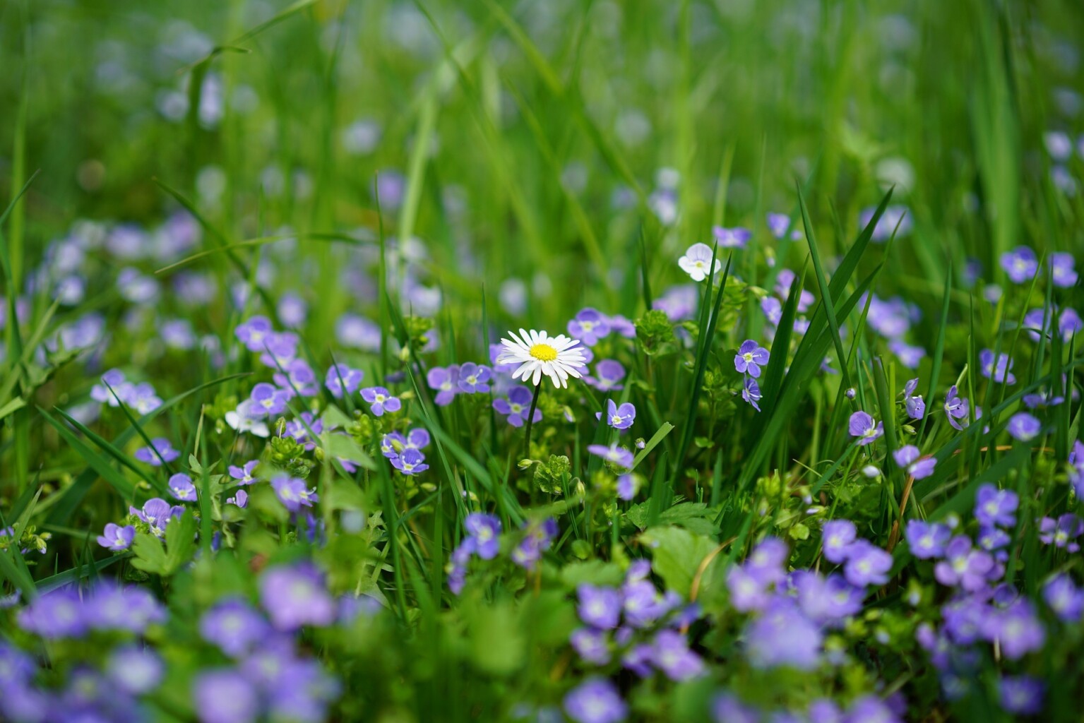 Cover photo for Anna E. Schwartz's Obituary