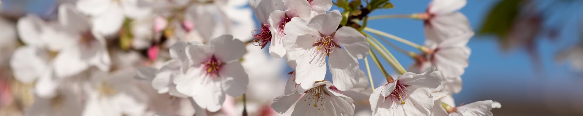 Cover photo for Joyce Irene Davey's Obituary