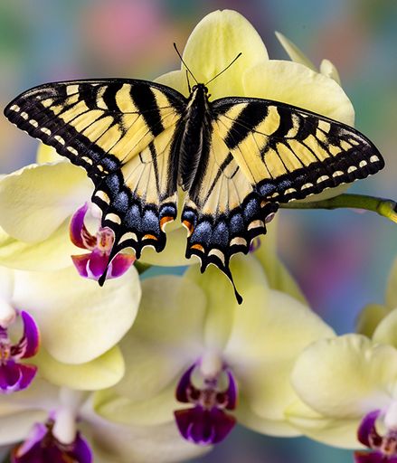 Norine Beeman's obituary image