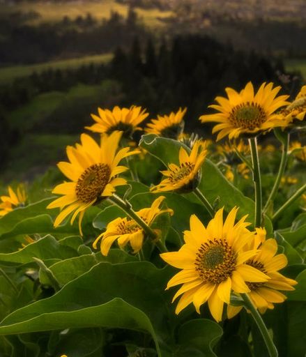 Annette Jordan Bean's obituary image