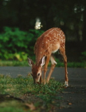 Delbert Delton Oden Profile Photo