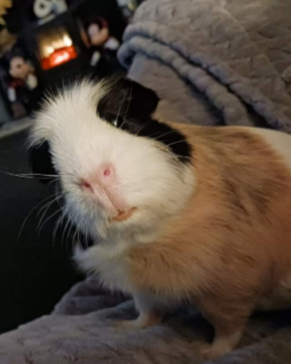 Mama Doopsie Bell Profile Photo