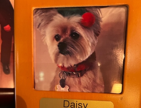 Daisy Connell Profile Photo
