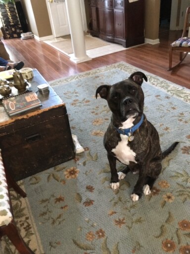 Bujo "Pup" Davis Profile Photo