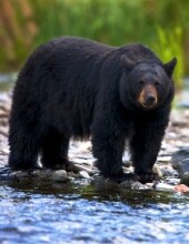 Louallen White Spotted Bear Profile Photo