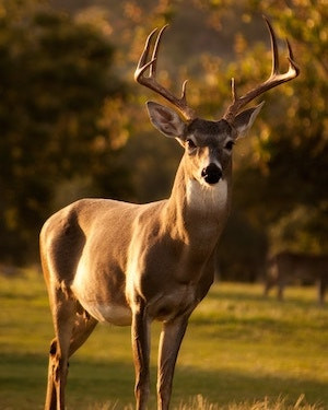 Sean Sanders Profile Photo