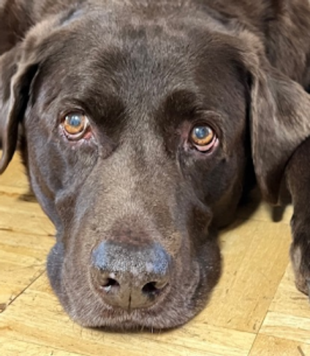 Fenway Bailey Profile Photo