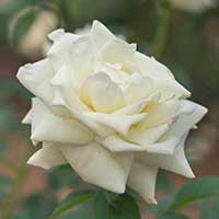 Sue Barker Rose