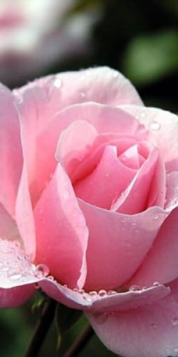 Shirley Dianne Holman Profile Photo