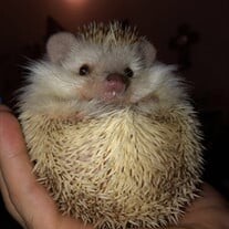 Quilliam Pricklesworth Profile Photo