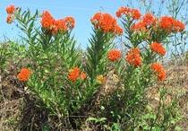 Orange Milkweed