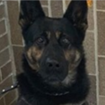 Officer Zorro Profile Photo