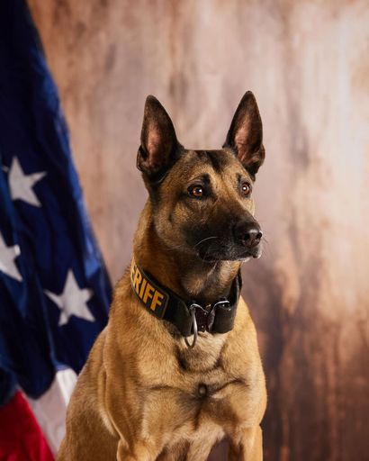 K9 Officer Michael Blue "Mike" Profile Photo