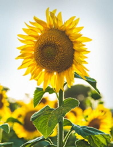 Faustina Webb Cooper Obituary March 1, 2019 - McLane Funeral ...