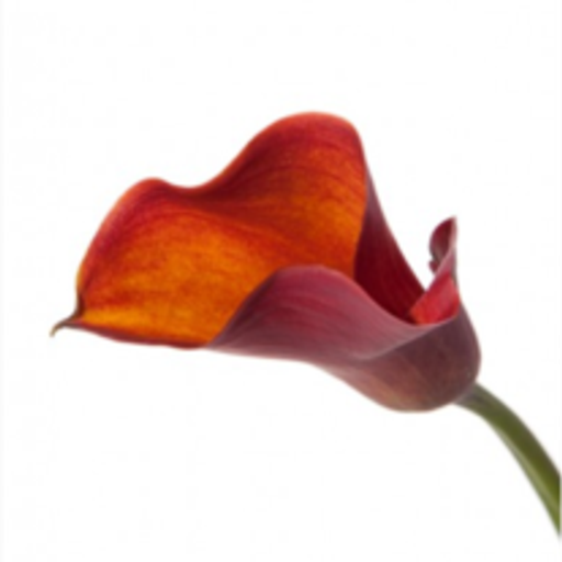 Frederick G. Ciamaga Obituary May 19, 2018 New Comer Buffalo