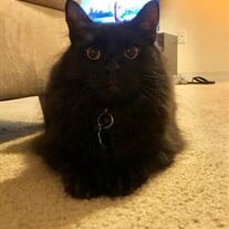 Binx Profile Photo