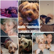 Apollo "Apollodius" Lampkin-Addison Profile Photo