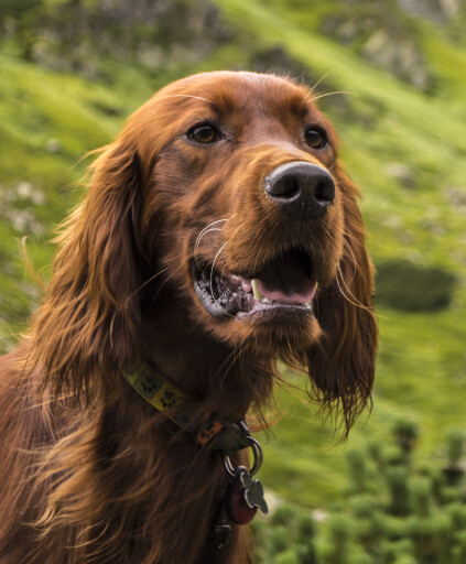 Helmut Wirtrheim Profile Photo