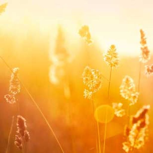 David P. Ausubel, M.D., Ph.D. Profile Photo