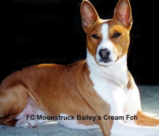 Fc Moonstruck Bailey´S Cream Fch