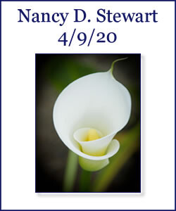 Nancy Stewart Profile Photo