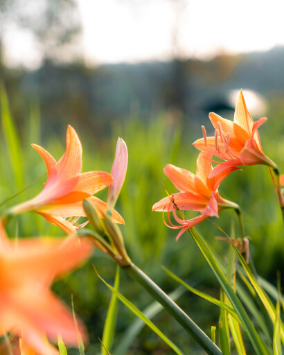 Ellen A. Spilinek's obituary image