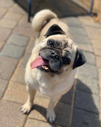 John The Pug Ross Profile Photo